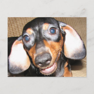 Postal Sonriente Dachshund