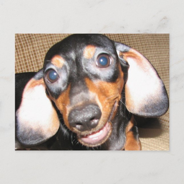 Postal Sonriente Dachshund (Anverso)