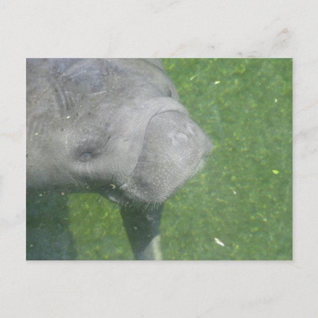 Postal Sonriente foto de Manatee Animal Water (Anverso)