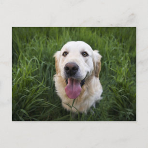 Postal Sonriente Golden Retriever