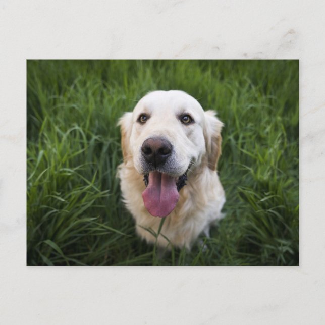 Postal Sonriente Golden Retriever (Anverso)