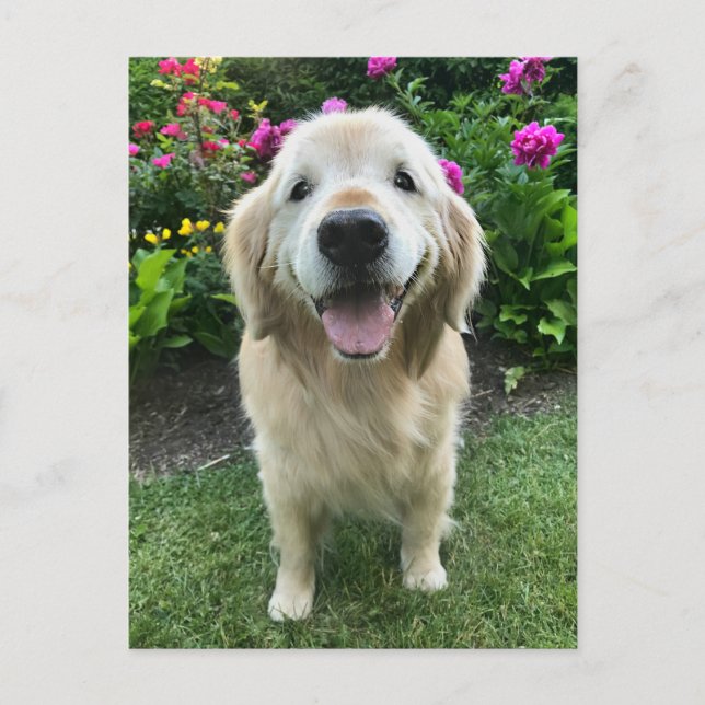 Postal Sonriente Golden Retriever con flores gracias (Anverso)
