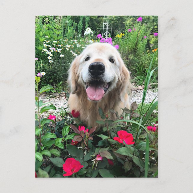 Postal Sonriente Perro recuperador de oro entre flores en (Anverso)