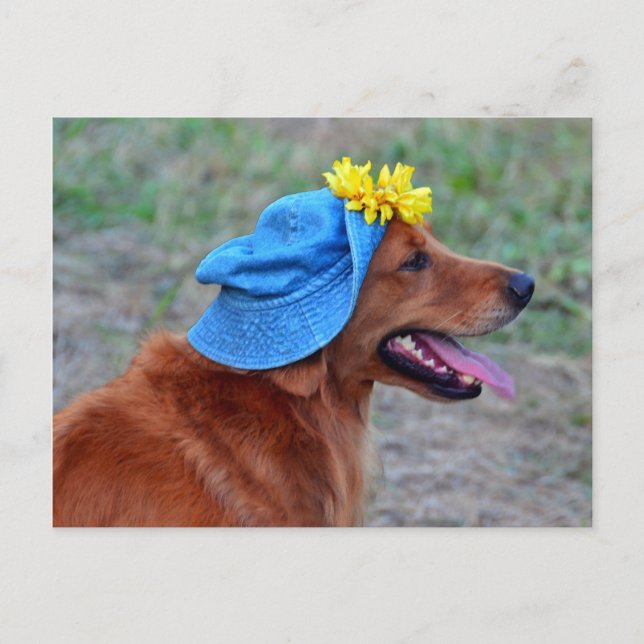 Postal Sonriente recuperador de oro en Gorra (Anverso)