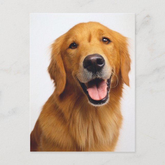 Postal Sonrisa de Golden Retriever (Anverso)