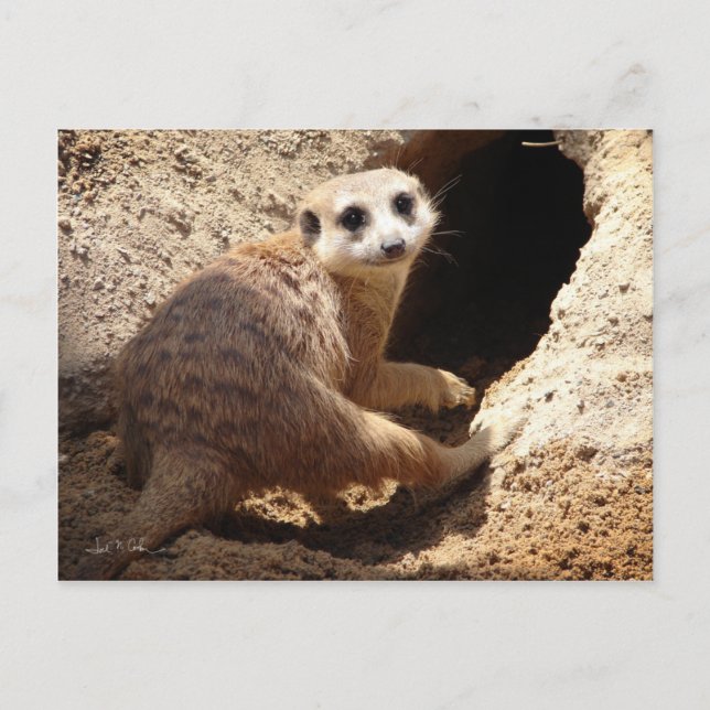 Postal Sonrisa de Meerkat (Anverso)