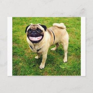 Postal sonrisa de perro