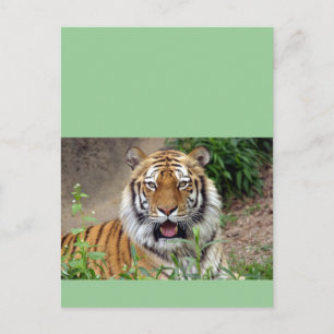 Postal Sonrisa de tigre