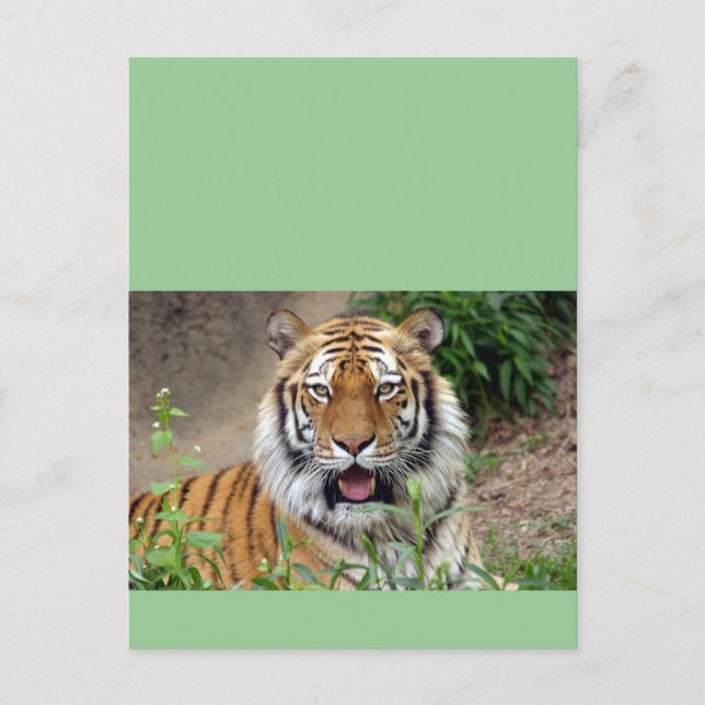 Postal Sonrisa de tigre (Anverso)