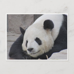 Postal sonrisa panda gigante