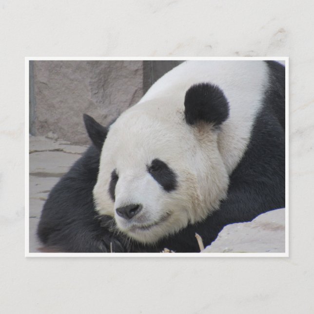 Postal sonrisa panda gigante (Anverso)