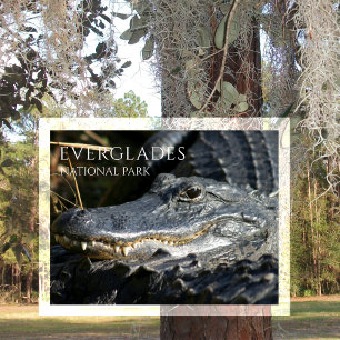 Postal Sonrisas de caimán desde Marsh, Everglades NP