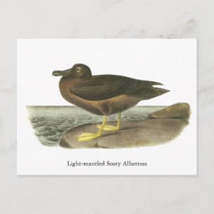 Postal Sooty Albatross, con manto ligero, John Audubon