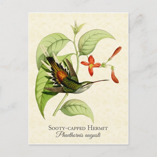 Postal Sooty Capped Hermit Hummingbird Arte vintage (Anverso)