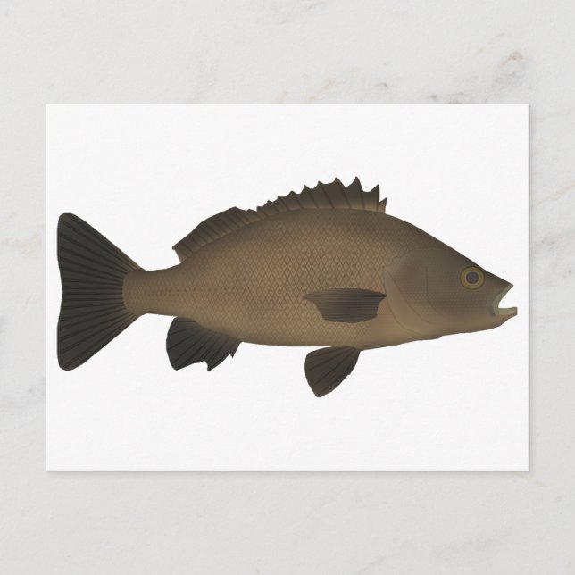 Postal Sooty Grunter (Anverso)