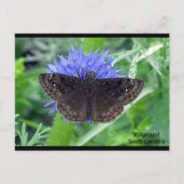 Postal Sootywing on Cornflower