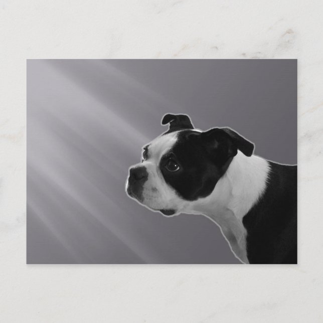 Postal Sophie Postcard (Anverso)