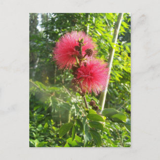 Postal Soplo de polvo rosado
