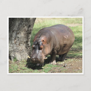 Postal soporte para hippo