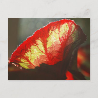 Postal Sordera roja brillante