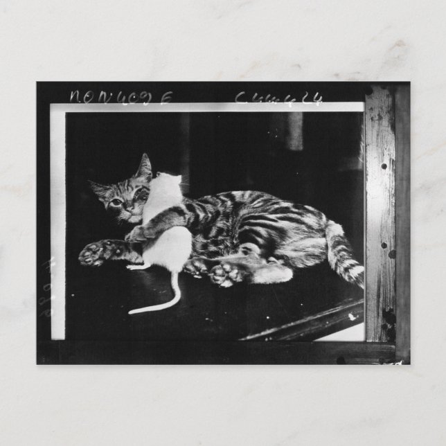 Postal Sorprendente amistad - Minnie de gato y Mike Mouse (Anverso)