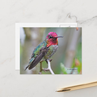 Postal Sorprendente colibrí de Anna en una rama