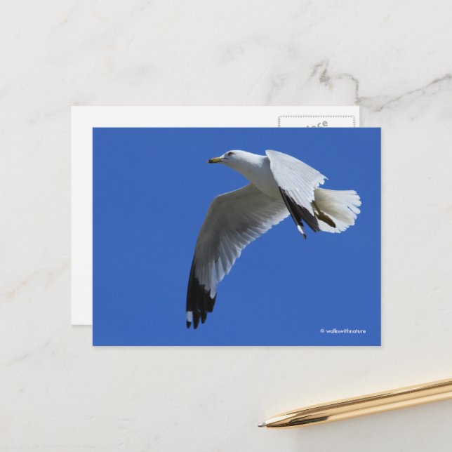 Postal Sorprendente gaviota con billetera en vuelo (Anverso/Reverso In Situ)