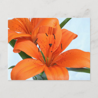 Postal Sorprendente Naranja Tiger Lily Postcard