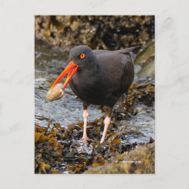 Postal Sorprendente Oystercatcher Shorebird con clam