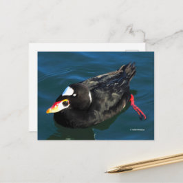 Postal Sorprendente pato de surf Scoter en el borde del m