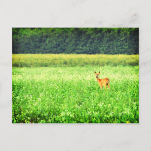 Postal Sorprendido, ciervo en los campos Lomo