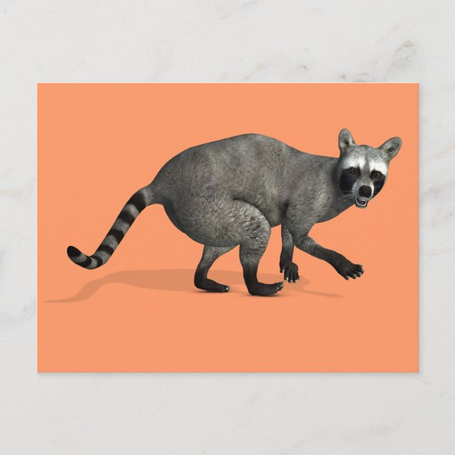 Postal Sorprendido Raccoon (Anverso)