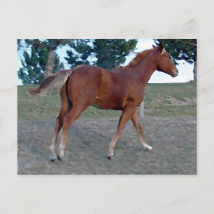 Postal Sorrel Yearling