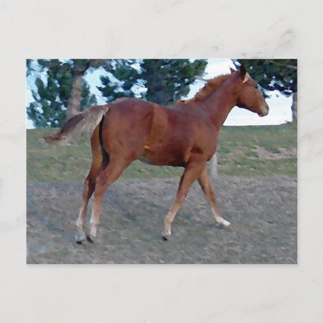 Postal Sorrel Yearling (Anverso)