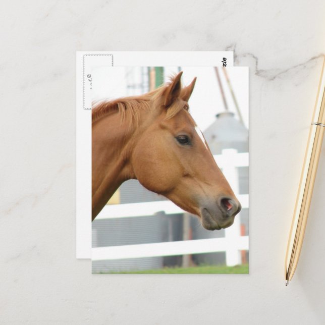 Postal Sorrel Young Gelding (Anverso/Reverso In Situ)