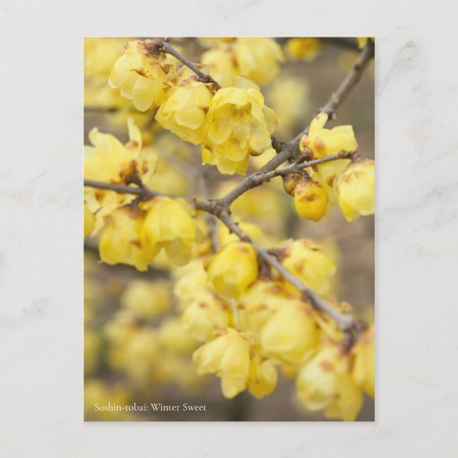 Postal Soshin-robai: Dulce de invierno [postal] (Anverso)