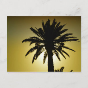 Postal Sous les palmiers