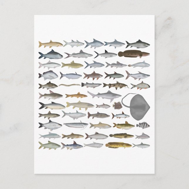 Postal South Asia Freshwater Fish Group (Anverso)