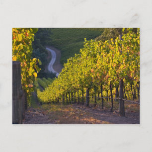 Postal South Australia, Adelaide Hills, Summertown. 2