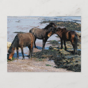 Postal South Devon Tres Ponies Dartmoor Jugando En La Pla