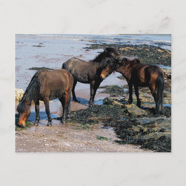 Postal South Devon Tres Ponies Dartmoor Jugando En La Pla (Anverso)