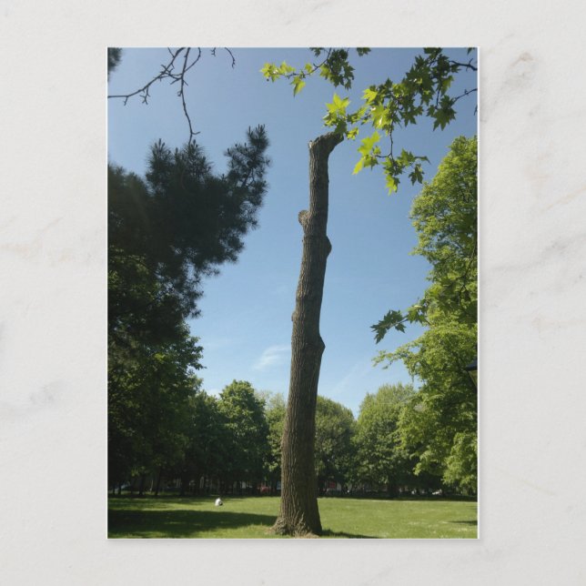 Postal Southampton (parque de Hoglands) (Anverso)