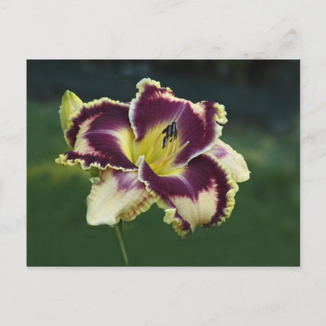 Postal Southern Dazzle (Anverso)