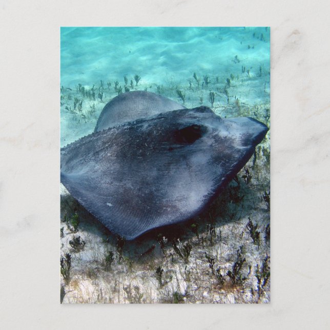 Postal Southern Stingray (Anverso)