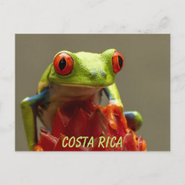 Postal Souvenir de rana de árbol rojo de Costa Rica