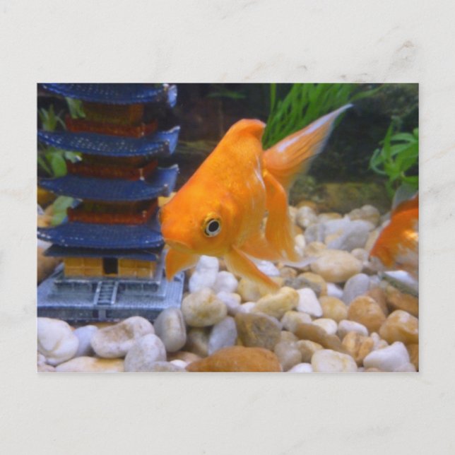 Postal Soy A Coy Koi (Anverso)