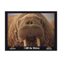 Soy el Walrus, un animal en peligro de extinción -