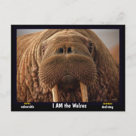 Postal Soy el Walrus, un animal en peligro de extinción -