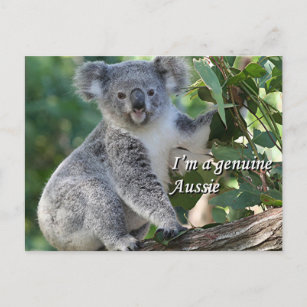 Postal Soy un auténtico australiano: adorable koala austr