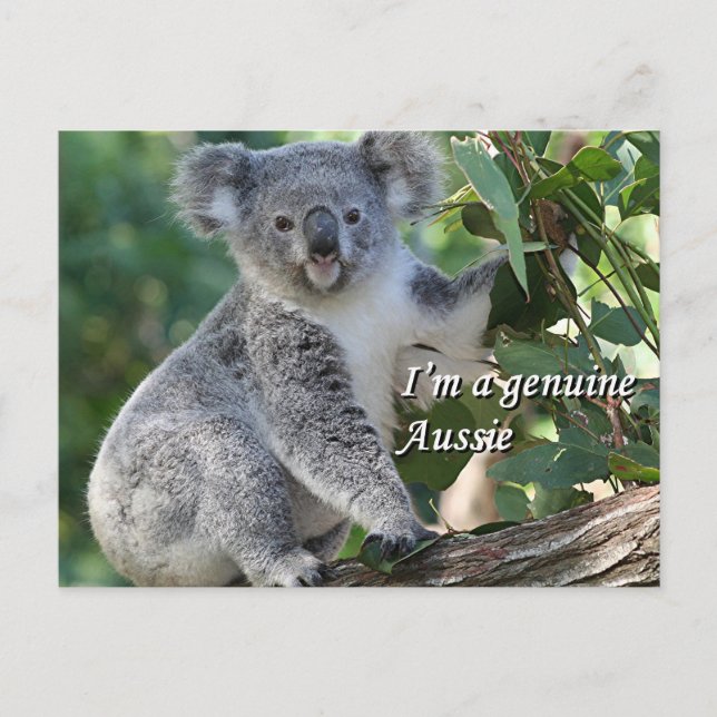 Postal Soy un auténtico australiano: adorable koala austr (Anverso)